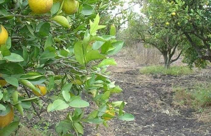 Plaga de cítricos continúa en ZM