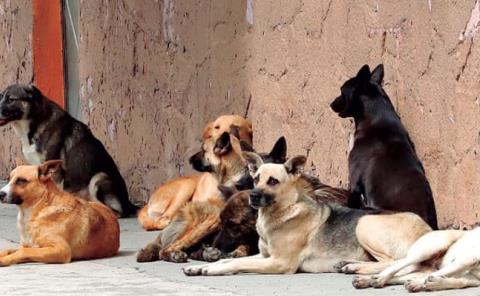 Aumenta número de mascotas abandonadas 
