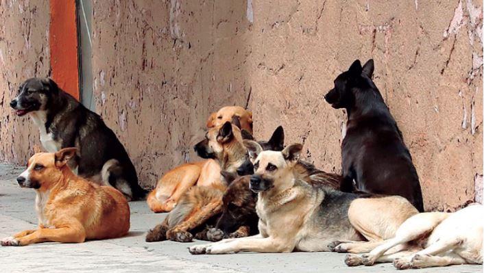 Aumenta número de mascotas abandonadas 