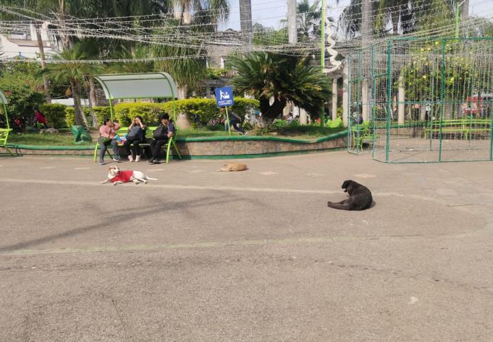 Llaman a resguardar a mascotas por bajas temperaturas