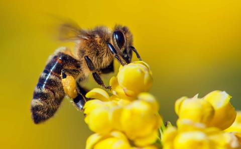 Abejas no están produciendo miel 
