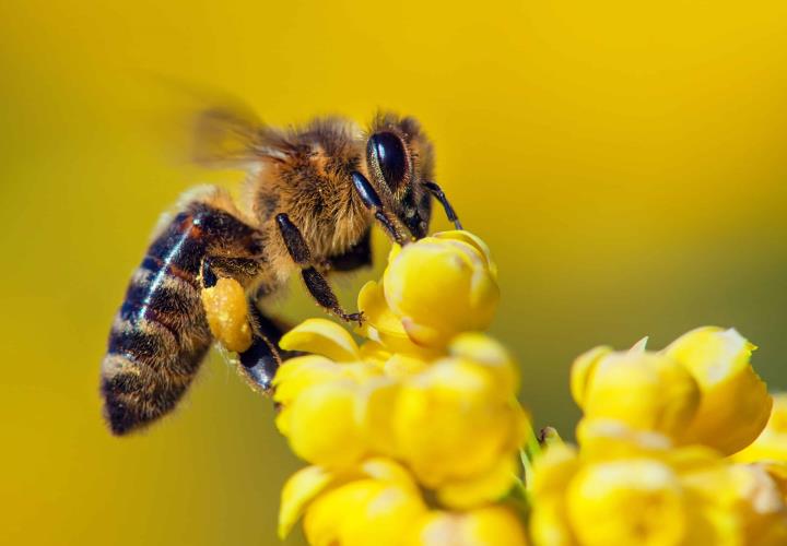 Abejas no están produciendo miel 