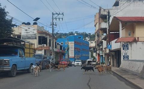 Docenas de canes vagan sin refugio
