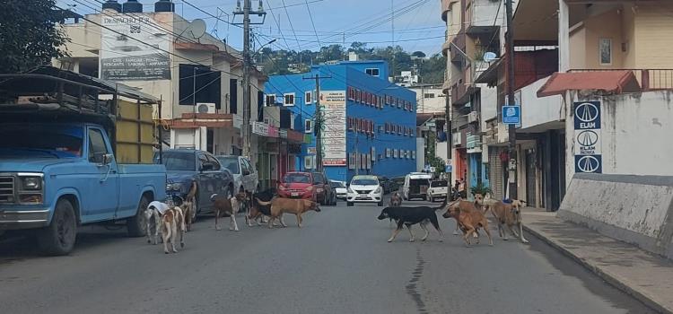 Docenas de canes vagan sin refugio