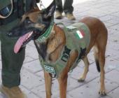 Reconocen labor de Atena en operativo       